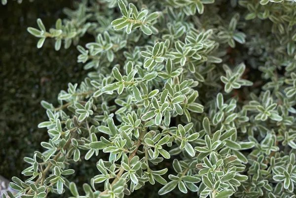 Thyme_Silver_Queen_Creeper_Plant_For_Home_Decor/Gardening_Silver_Queen_Outdoor/Indoor_Plant_(Hybrid,_Pack_Of_1)