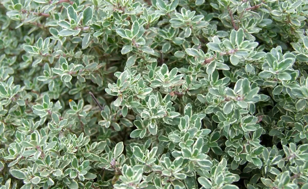 Thyme_Silver_Queen_Creeper_Plant_For_Home_Decor/Gardening_Silver_Queen_Outdoor/Indoor_Plant_(Hybrid,_Pack_Of_1)