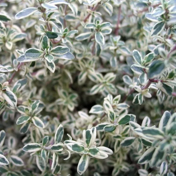 Thyme_Silver_Queen_Creeper_Plant_For_Home_Decor/Gardening_Silver_Queen_Outdoor/Indoor_Plant_(Hybrid,_Pack_Of_1)