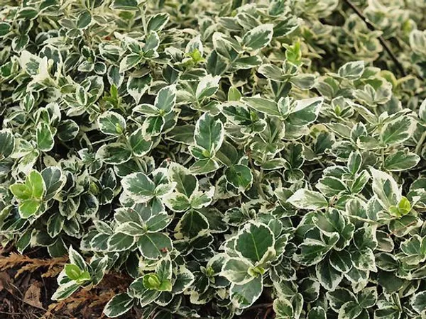 Thyme_Silver_Queen_Creeper_Plant_For_Home_Decor/Gardening_Silver_Queen_Outdoor/Indoor_Plant_(Hybrid,_Pack_Of_1)