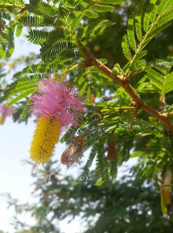 Greenery_Nursery®_Shami/Khejri/Ghaf_Tree/Jand/Sami_Plant_&_Tree__(1.5-3.5_Ft_Height)_For_Home_Garden_(Pack_Of_1)