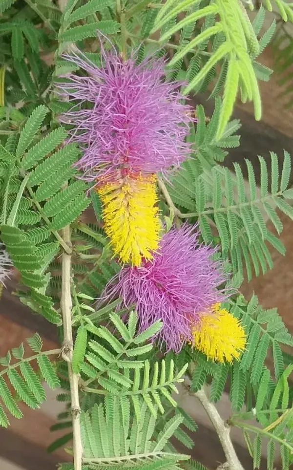 Greenery_Nursery®_Shami/Khejri/Ghaf_Tree/Jand/Sami_Plant_&_Tree__(1.5-3.5_Ft_Height)_For_Home_Garden_(Pack_Of_1)