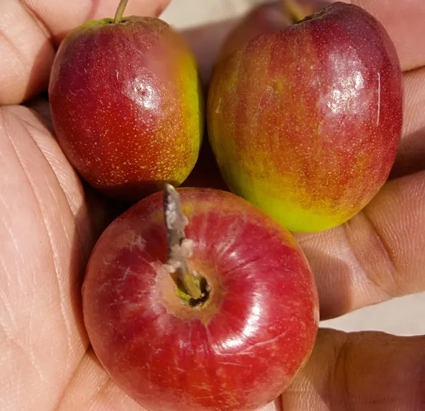 Miss_India/Bharat_Sundari_/_Ball_Sundari__Hybrid_Ber_Apple_Plant_&_Tree_(1.5-3.5_Ft_Height)_For_Your_Home_Garden,_Pack_Of_1