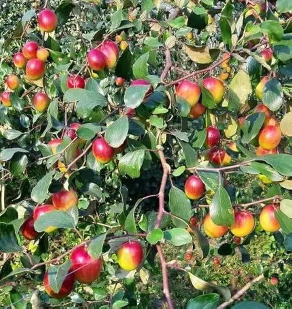 Miss_India/Bharat_Sundari_/_Ball_Sundari__Hybrid_Ber_Apple_Plant_&_Tree_(1.5-3.5_Ft_Height)_For_Your_Home_Garden,_Pack_Of_1