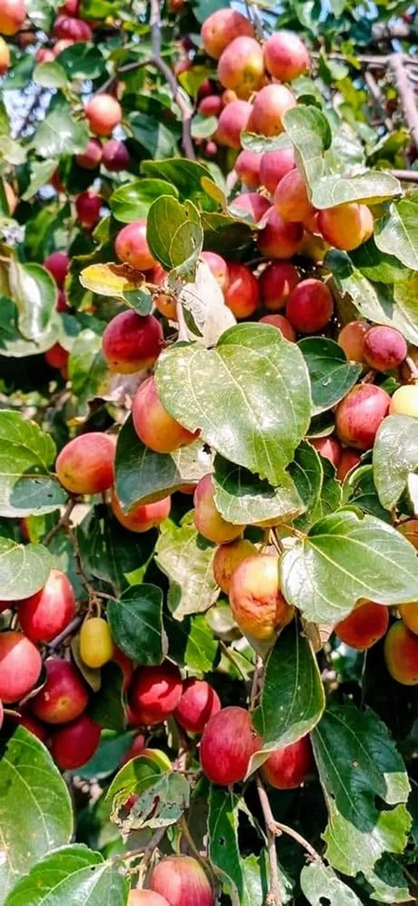 Miss_India/Bharat_Sundari_/_Ball_Sundari__Hybrid_Ber_Apple_Plant_&_Tree_(1.5-3.5_Ft_Height)_For_Your_Home_Garden,_Pack_Of_1