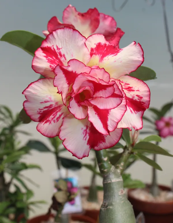 Unique_Adenium_Flowering_Plant_Enhance_Your_Home/Garden_Beauty_(1.5-3.5_Ft_Height)_Pack_Of_1