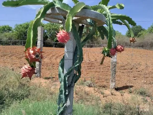 Red_Dragon_Hybrid_Fruit_Plant_(Pack_Of_1)