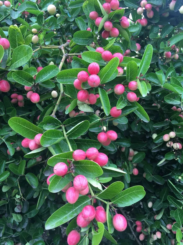 Sweet_Karmocha/Karonda_Delicious_Fruit_Plant_&_Tree_For_Home_Garden_(Hybrid,_Pack_of_1)