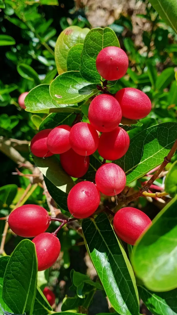Sweet_Karmocha/Karonda_Delicious_Fruit_Plant_&_Tree_For_Home_Garden_(Hybrid,_Pack_of_1)