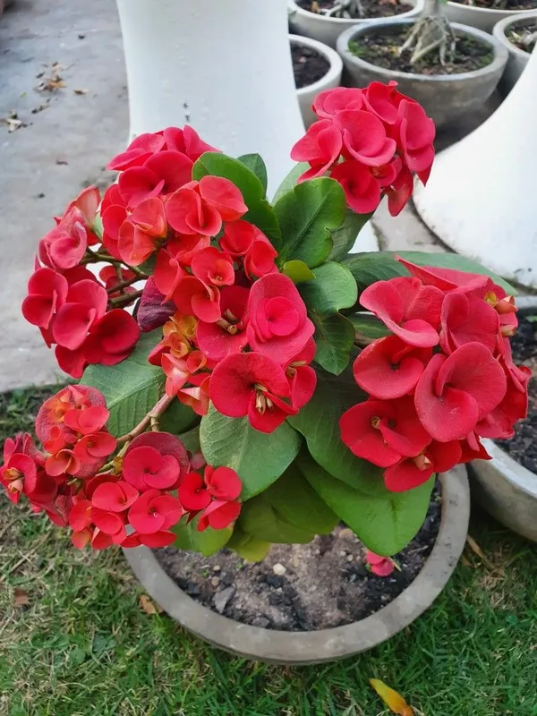 Euphorbia_(Red)_Flowering_Plant_&_Tree_For_Your_Sweet_Home_Garden_(Hybrid,_Pack_Of_1)