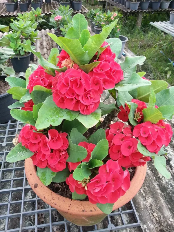 Euphorbia_(Red)_Flowering_Plant_&_Tree_For_Your_Sweet_Home_Garden_(Hybrid,_Pack_Of_1)