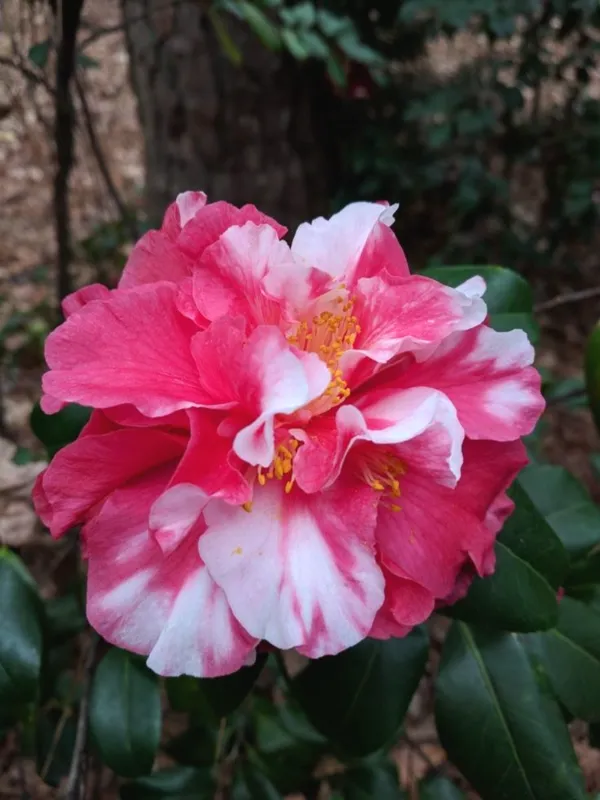 Variegated_Japanese_Camellia_Flowering_Plant_&_Tree_(1.5-3.5_Ft_Height)_For_Your_Sweet_Home_Garden,_Pack_Of_1