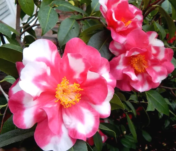 Variegated_Japanese_Camellia_Flowering_Plant_&_Tree_(1.5-3.5_Ft_Height)_For_Your_Sweet_Home_Garden,_Pack_Of_1