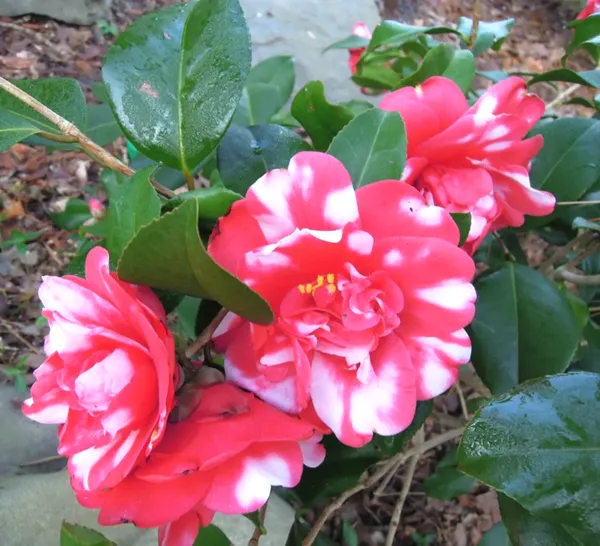 Variegated_Japanese_Camellia_Flowering_Plant_&_Tree_(1.5-3.5_Ft_Height)_For_Your_Sweet_Home_Garden,_Pack_Of_1