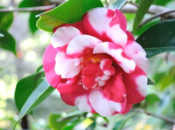 Variegated_Japanese_Camellia_Flowering_Plant_&_Tree_(1.5-3.5_Ft_Height)_For_Your_Sweet_Home_Garden,_Pack_Of_1