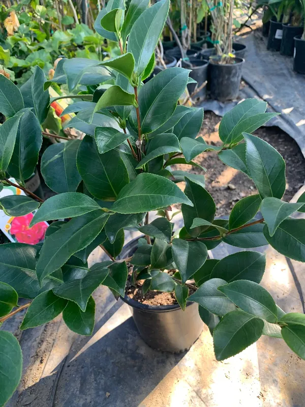 Variegated_Japanese_Camellia_Flowering_Plant_&_Tree_(1.5-3.5_Ft_Height)_For_Your_Sweet_Home_Garden,_Pack_Of_1