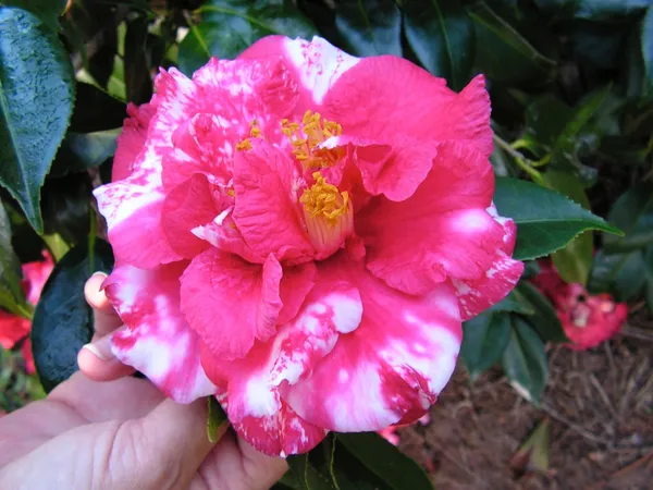 Variegated_Japanese_Camellia_Flowering_Plant_&_Tree_(1.5-3.5_Ft_Height)_For_Your_Sweet_Home_Garden,_Pack_Of_1