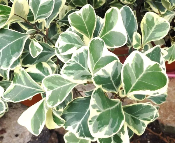 Variegated_Triangularis_Ficus_Plant_(Air_Purifying)_For_Modern_Interiors,_Pack_Of_1