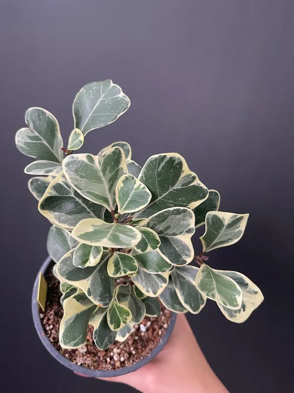 Variegated_Triangularis_Ficus_Plant_(Air_Purifying)_For_Modern_Interiors,_Pack_Of_1