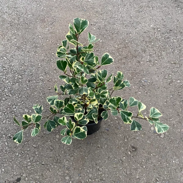 Variegated_Triangularis_Ficus_Plant_(Air_Purifying)_For_Modern_Interiors,_Pack_Of_1
