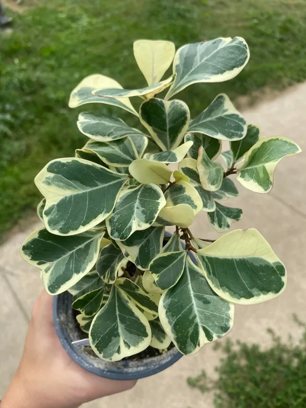 Variegated_Triangularis_Ficus_Plant_(Air_Purifying)_For_Modern_Interiors,_Pack_Of_1