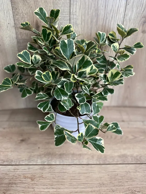 Variegated_Triangularis_Ficus_Plant_(Air_Purifying)_For_Modern_Interiors,_Pack_Of_1