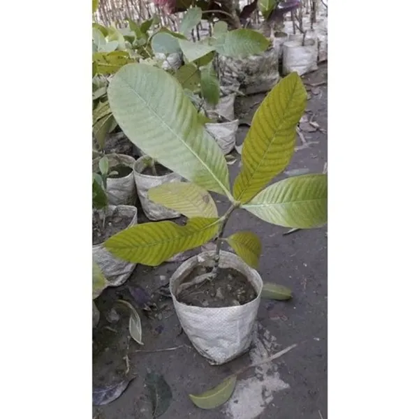 Greenery_Nursery®_Grafted_Hing_(Asafoetida)_Highly_Benefited__Plant_&_Tree_For_Home_Garden,_Pack_Of_1