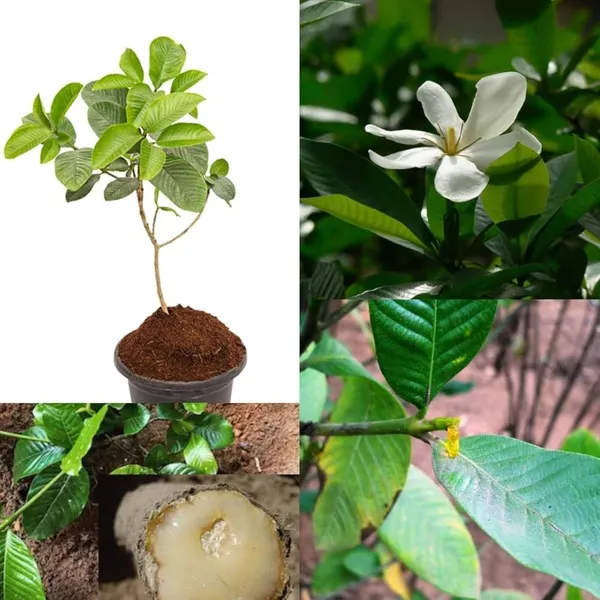 Greenery_Nursery®_Grafted_Hing_(Asafoetida)_Highly_Benefited__Plant_&_Tree_For_Home_Garden,_Pack_Of_1