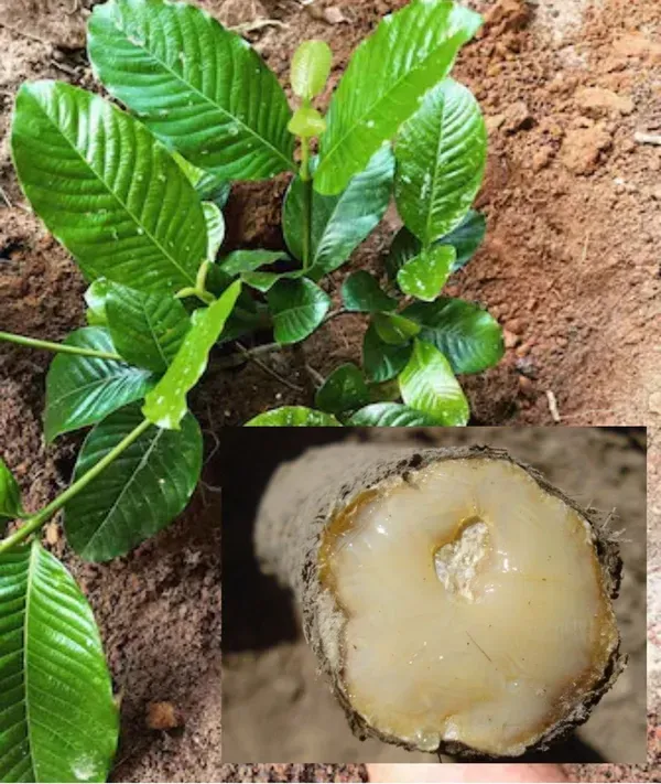 Greenery_Nursery®_Grafted_Hing_(Asafoetida)_Highly_Benefited__Plant_&_Tree_For_Home_Garden,_Pack_Of_1