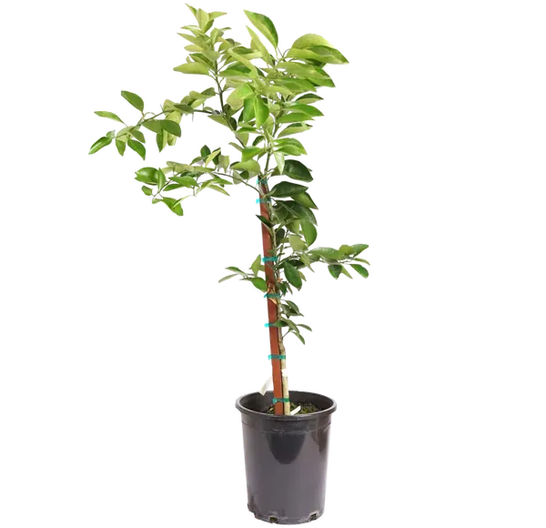 Washington_Navel_Orange_Hybrid_Fruit_Plant_&_Tree_For_Home_Garden_(Plant_Hight_1.5-3.5_Ft_Hight)_Well_Watered_Navel_Orange_Healthy_Fruit_Plant_(Pack_Of_1)