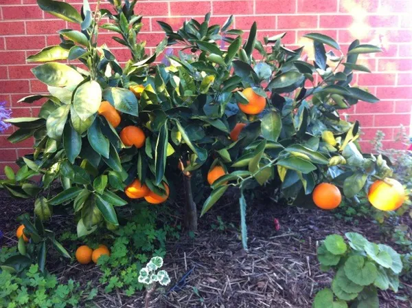 Washington_Navel_Orange_Hybrid_Fruit_Plant_&_Tree_For_Home_Garden_(Plant_Hight_1.5-3.5_Ft_Hight)_Well_Watered_Navel_Orange_Healthy_Fruit_Plant_(Pack_Of_1)