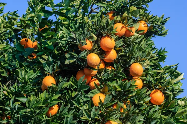 Washington_Navel_Orange_Hybrid_Fruit_Plant_&_Tree_For_Home_Garden_(Plant_Hight_1.5-3.5_Ft_Hight)_Well_Watered_Navel_Orange_Healthy_Fruit_Plant_(Pack_Of_1)