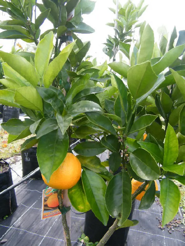Washington_Navel_Orange_Hybrid_Fruit_Plant_&_Tree_For_Home_Garden_(Plant_Hight_1.5-3.5_Ft_Hight)_Well_Watered_Navel_Orange_Healthy_Fruit_Plant_(Pack_Of_1)