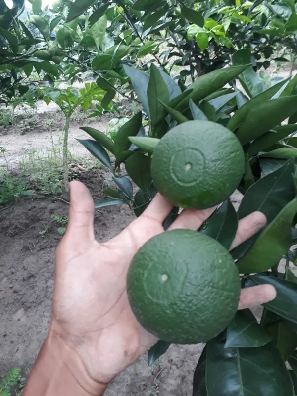 Well_Watered_Bari_1_Malta/Mousambi_Extra_Juicy_Fruit_Plant_&_Tree_(1.5-3.5_Ft_Height)_Mousambi_Good_For_Health,_Pack_Of_1