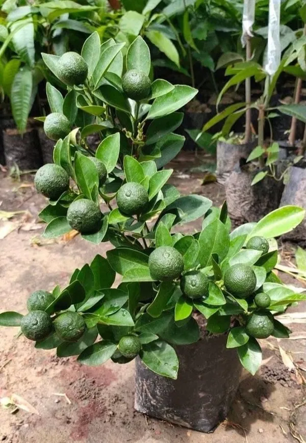 Well_Watered_Bari_1_Malta/Mousambi_Extra_Juicy_Fruit_Plant_&_Tree_(1.5-3.5_Ft_Height)_Mousambi_Good_For_Health,_Pack_Of_1