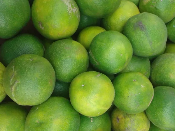 Well_Watered_Bari_1_Malta/Mousambi_Extra_Juicy_Fruit_Plant_&_Tree_(1.5-3.5_Ft_Height)_Mousambi_Good_For_Health,_Pack_Of_1