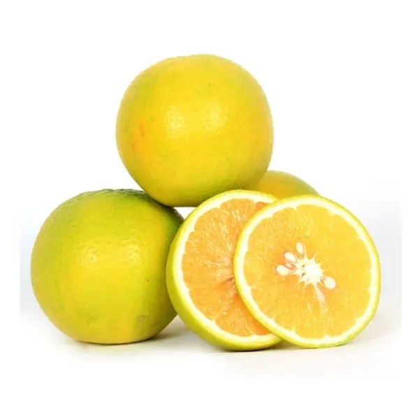 Well_Watered_Bari_1_Malta/Mousambi_Extra_Juicy_Fruit_Plant_&_Tree_(1.5-3.5_Ft_Height)_Mousambi_Good_For_Health,_Pack_Of_1