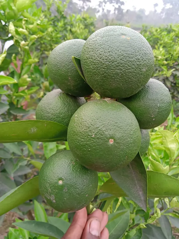Well_Watered_Bari_1_Malta/Mousambi_Extra_Juicy_Fruit_Plant_&_Tree_(1.5-3.5_Ft_Height)_Mousambi_Good_For_Health,_Pack_Of_1