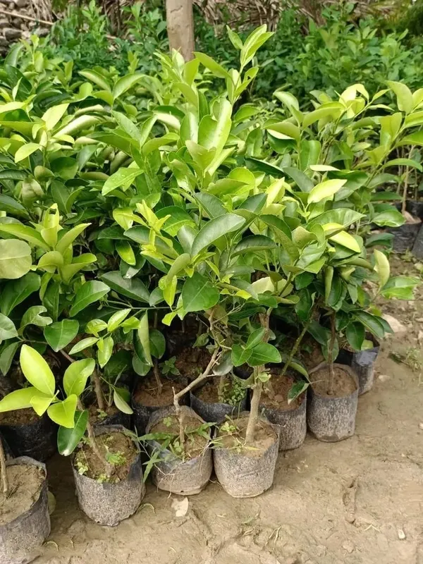 Well_Watered_Bari_1_Malta/Mousambi_Extra_Juicy_Fruit_Plant_&_Tree_(1.5-3.5_Ft_Height)_Mousambi_Good_For_Health,_Pack_Of_1