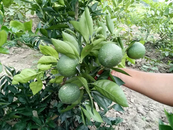 Well_Watered_Bari_1_Malta/Mousambi_Extra_Juicy_Fruit_Plant_&_Tree_(1.5-3.5_Ft_Height)_Mousambi_Good_For_Health,_Pack_Of_1