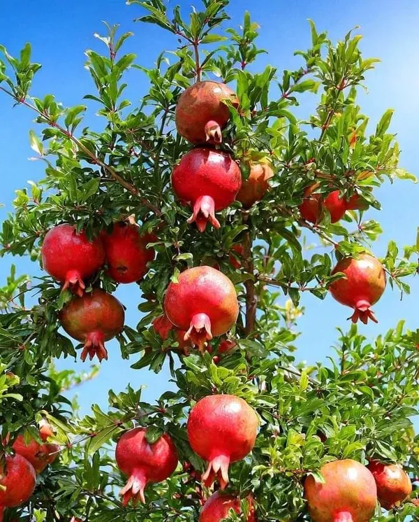 Well_Watered_Hybrid_Red_Annar/Pomegranate_(Punica_granatum)_Fruit_Plant_&_Tree_For_Home_Garden,_Pack_Of_1