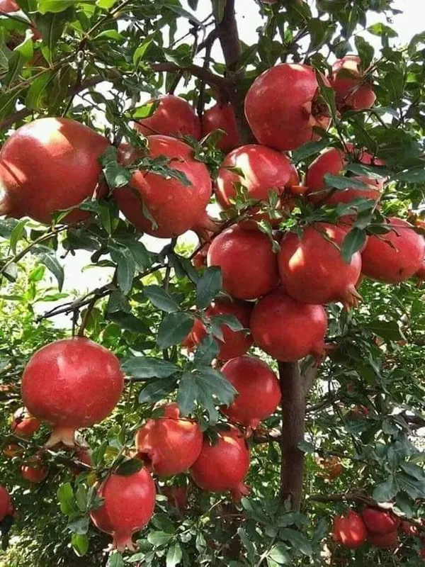 Well_Watered_Hybrid_Red_Annar/Pomegranate_(Punica_granatum)_Fruit_Plant_&_Tree_For_Home_Garden,_Pack_Of_1