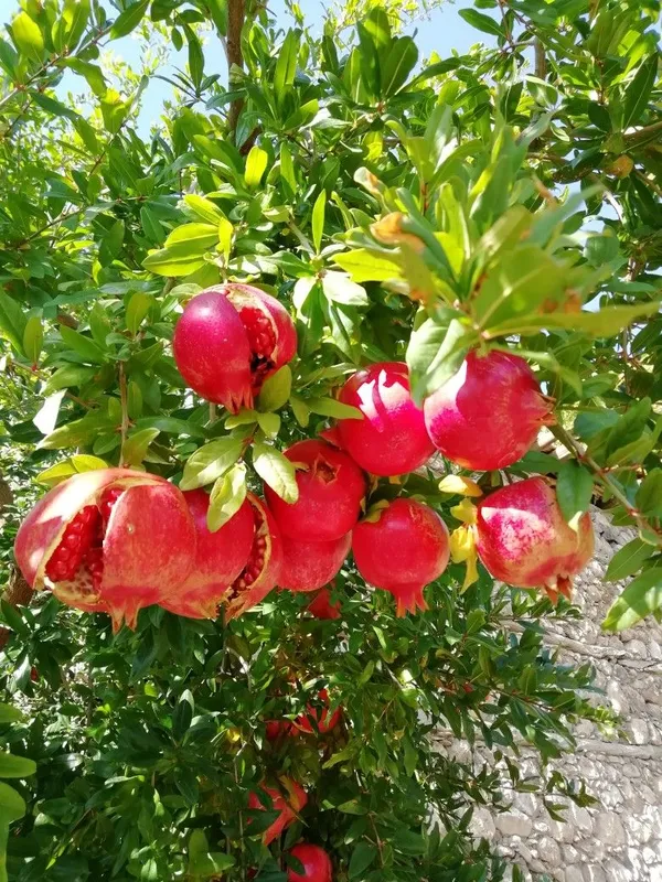 Well_Watered_Hybrid_Red_Annar/Pomegranate_(Punica_granatum)_Fruit_Plant_&_Tree_For_Home_Garden,_Pack_Of_1