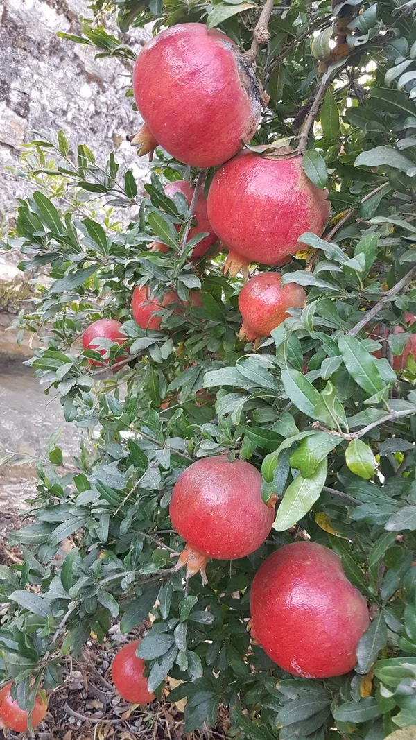 Well_Watered_Hybrid_Red_Annar/Pomegranate_(Punica_granatum)_Fruit_Plant_&_Tree_For_Home_Garden,_Pack_Of_1