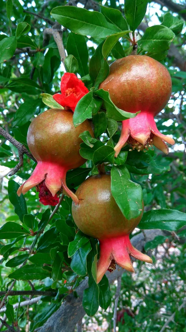 Well_Watered_Hybrid_Red_Annar/Pomegranate_(Punica_granatum)_Fruit_Plant_&_Tree_For_Home_Garden,_Pack_Of_1