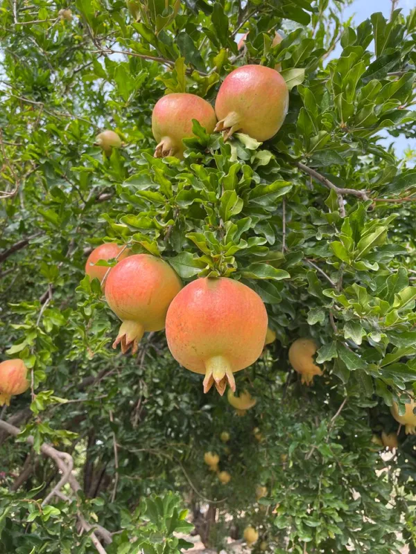 Well_Watered_Hybrid_Red_Annar/Pomegranate_(Punica_granatum)_Fruit_Plant_&_Tree_For_Home_Garden,_Pack_Of_1