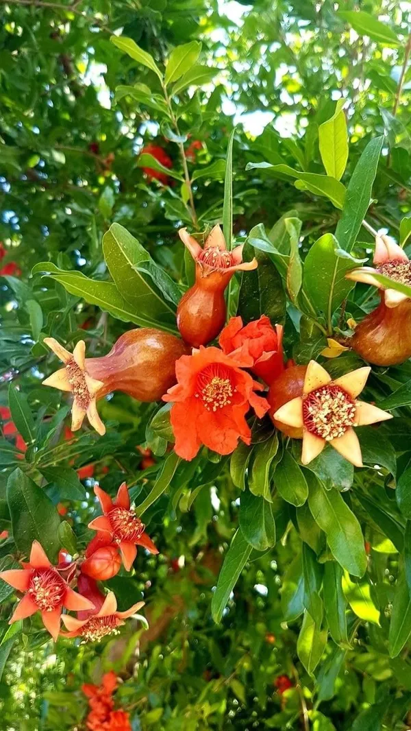 Well_Watered_Hybrid_Red_Annar/Pomegranate_(Punica_granatum)_Fruit_Plant_&_Tree_For_Home_Garden,_Pack_Of_1