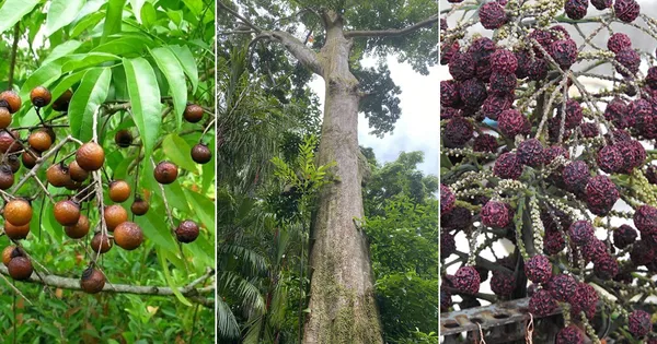 Well_Watered_Hybrid_Rudraksha__Plant_&_Tree_For_Home_Garden_(1.5-3.5_Ft_Hight)_Pack_Of_1