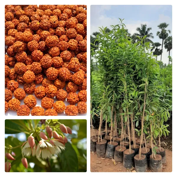 Well_Watered_Hybrid_Rudraksha__Plant_&_Tree_For_Home_Garden_(1.5-3.5_Ft_Hight)_Pack_Of_1