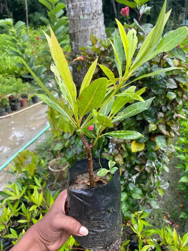 Well_Watered_Hybrid_Rudraksha__Plant_&_Tree_For_Home_Garden_(1.5-3.5_Ft_Hight)_Pack_Of_1